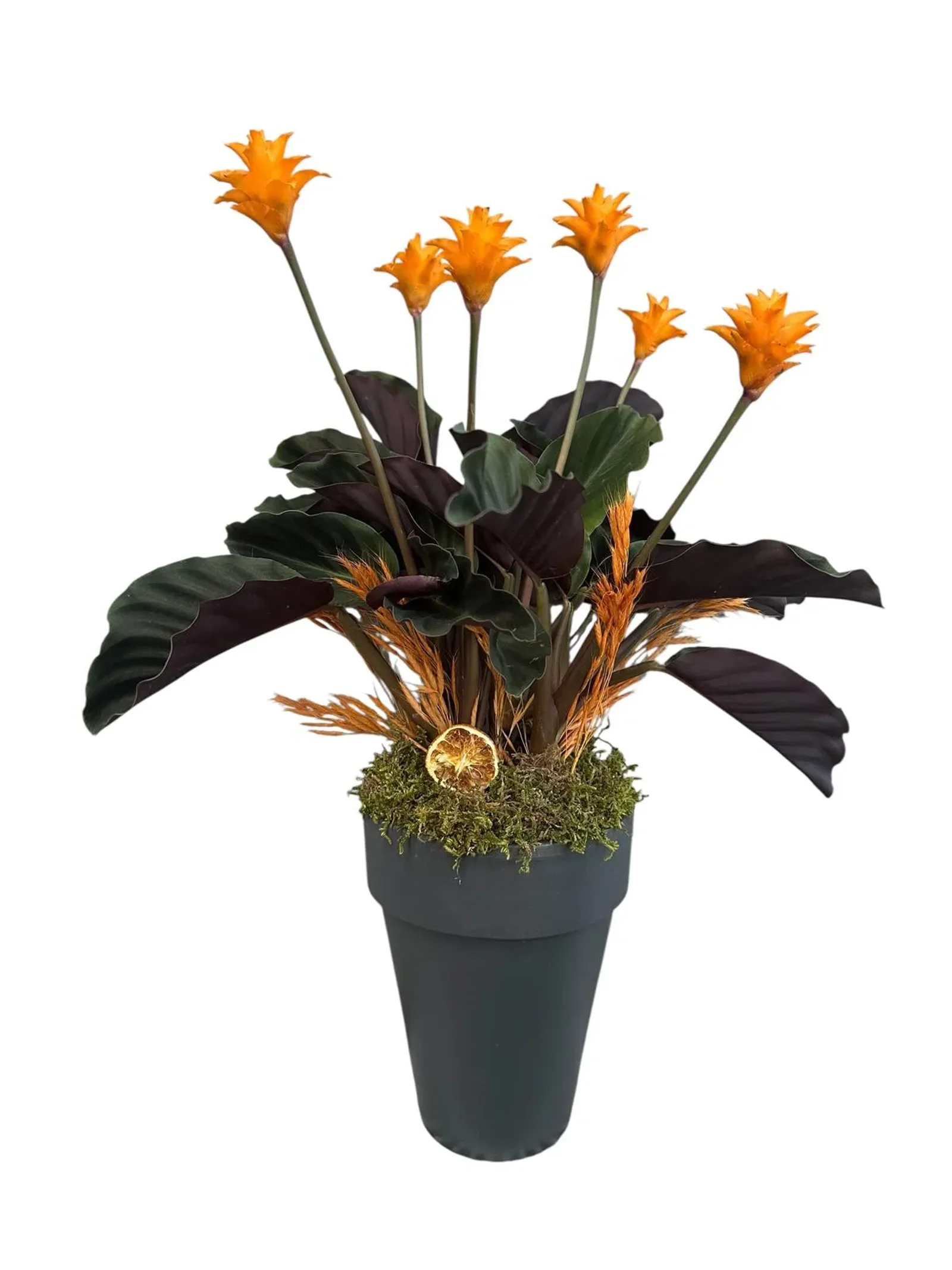 Calathea Crocata (Turuncu Dua Çiçeği)