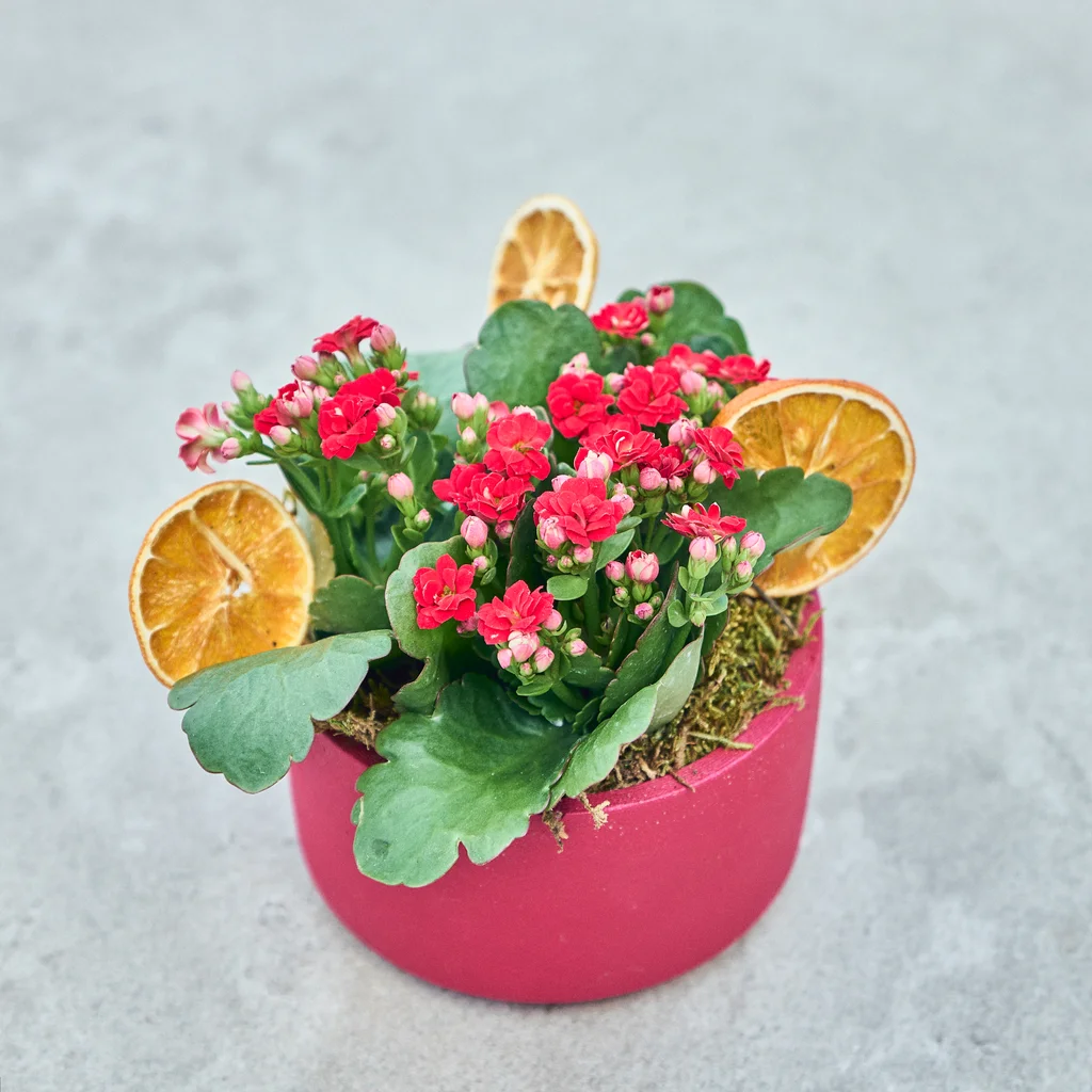Red Dream Kalanchoe
