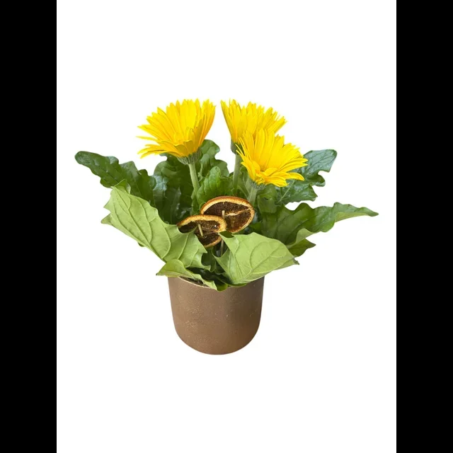 Sarı Saksı Gerbera - 2