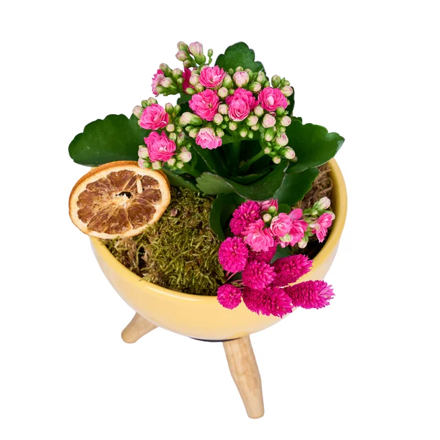 Vazoda Pembe Kalanchoe - 3
