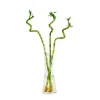 Fresh Bambu (60 cm)