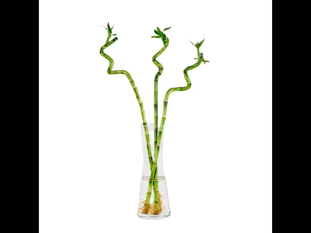 Fresh Bambu (60 cm)