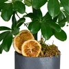 Saksılı Şeflera Bitkisi (Schefflera) - 3