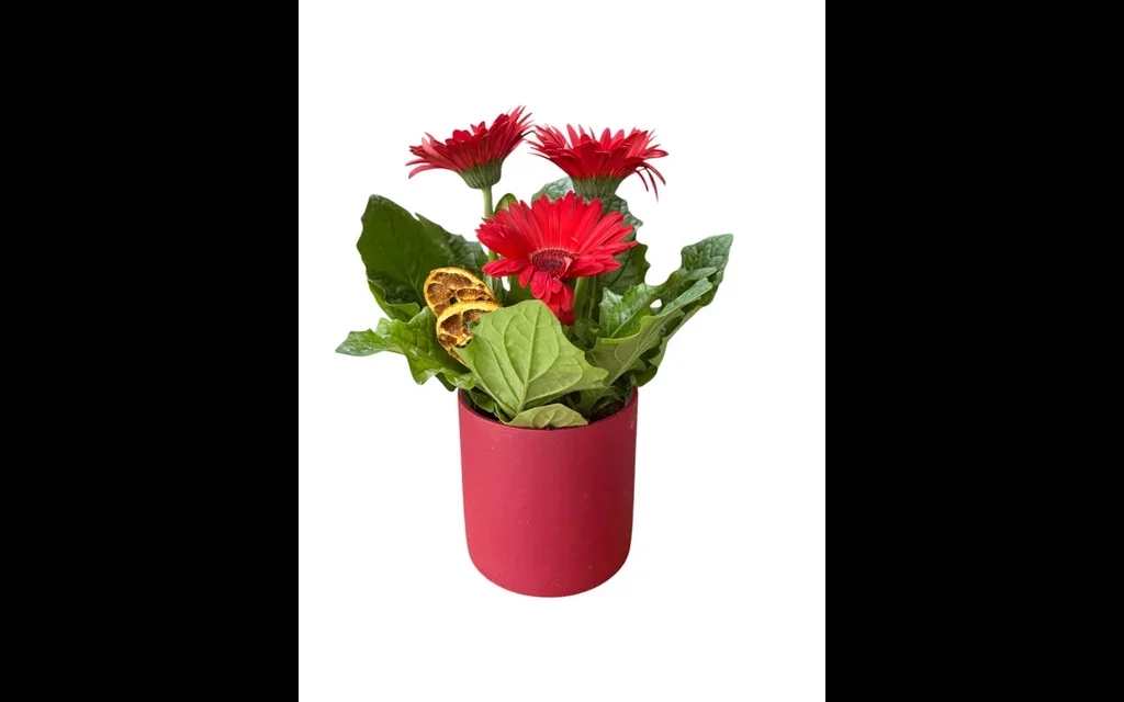 Kırmızı Saksı Gerbera