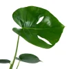 Deve Tabanı (Monstera Çiçeği) - 2