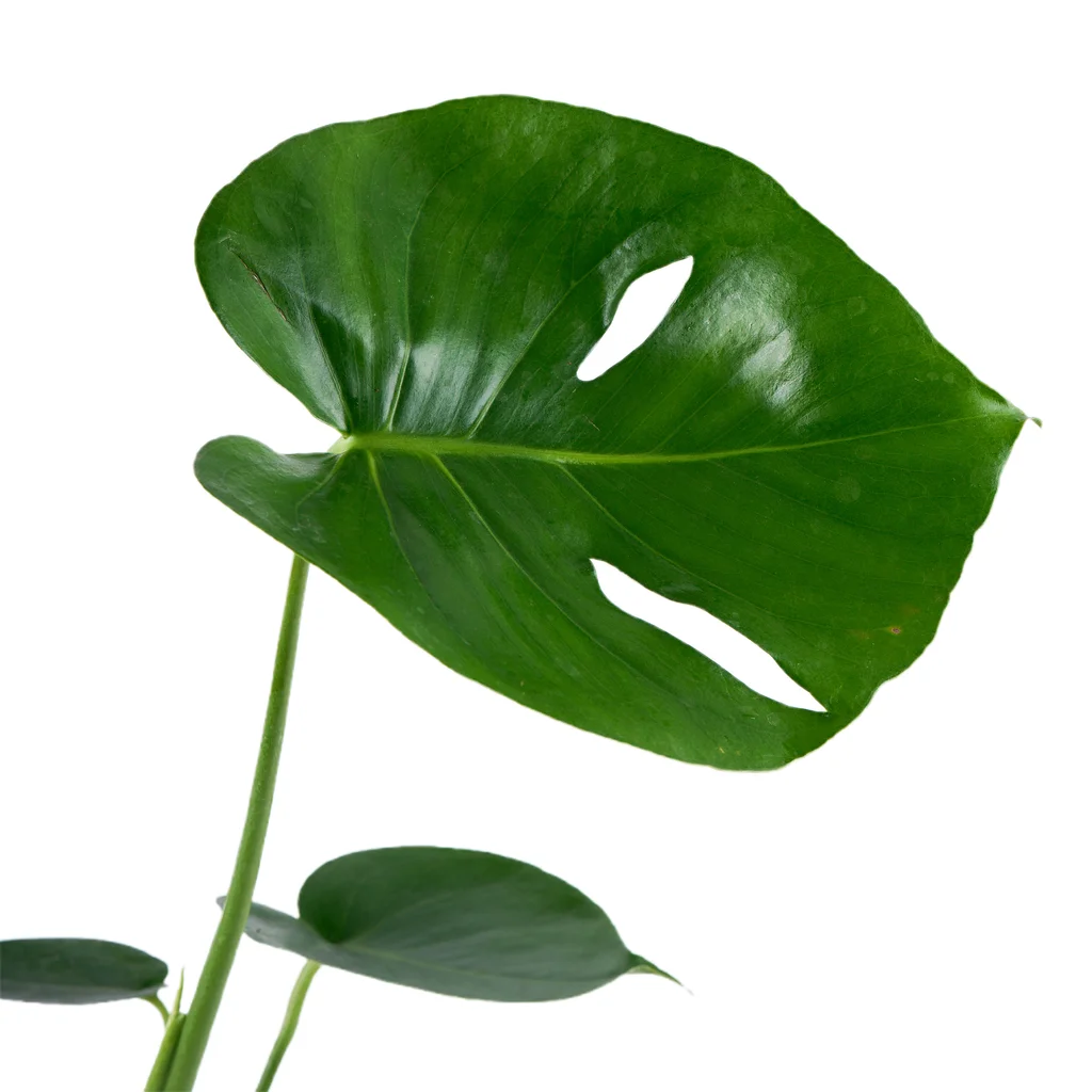 Deve Tabanı (Monstera Çiçeği) - 3