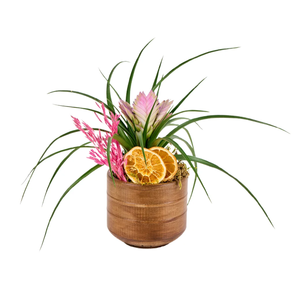 Hava Bitkisi(Tillandsia-hava çiçeği)