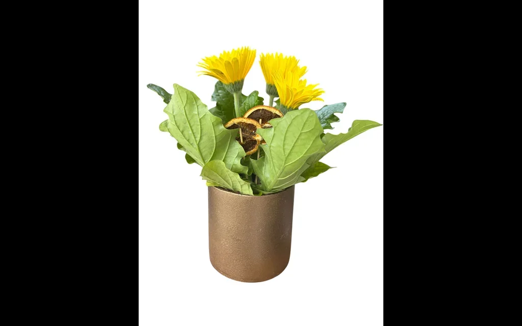 Sarı Saksı Gerbera