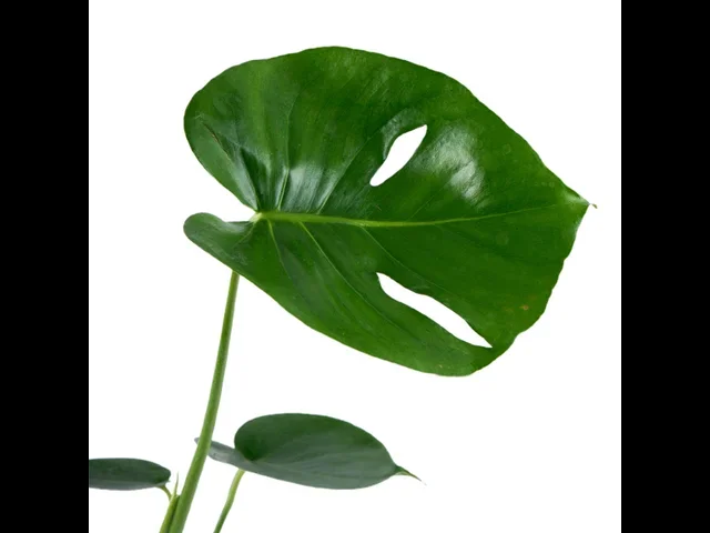 Deve Tabanı (Monstera Çiçeği) - 2