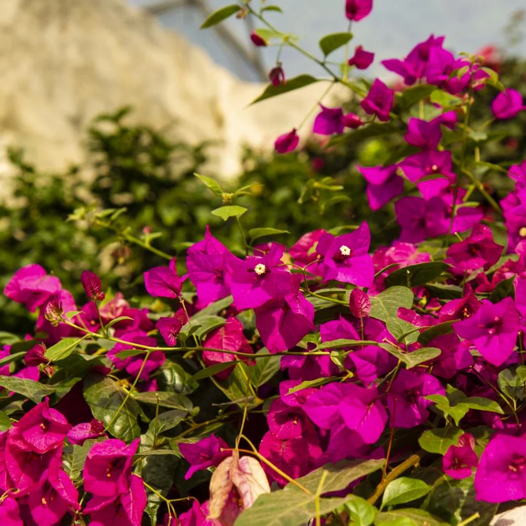 Saksıda Begonvil Bakımı: Rengarenk Çiçekler