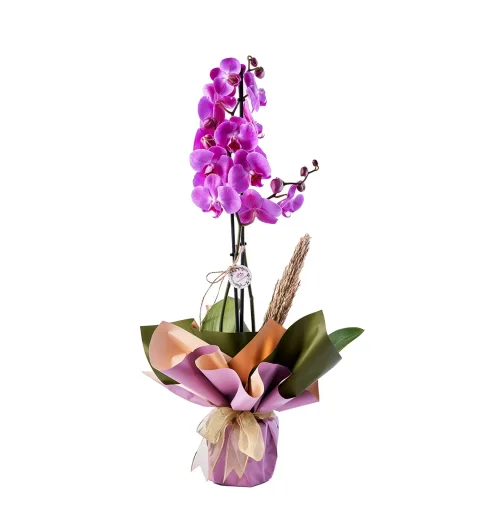 Double Sweet Purple Orkide