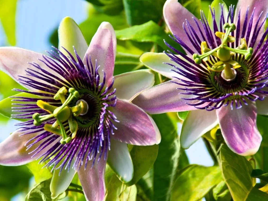 Passiflora Çiçeği Nedir? Özellikleri ve Bakımı 