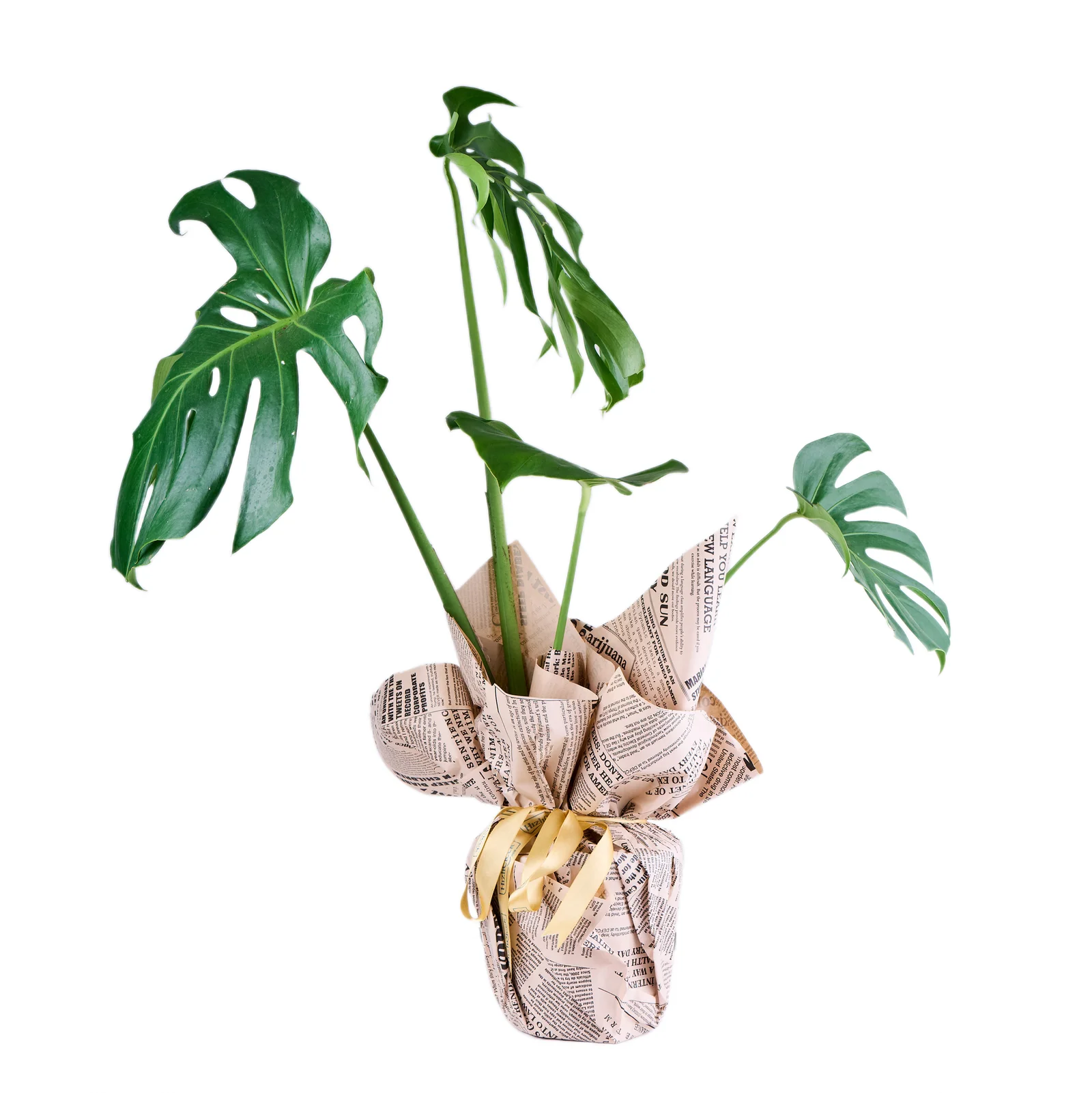 Deve Tabanı (Monstera Çiçeği)