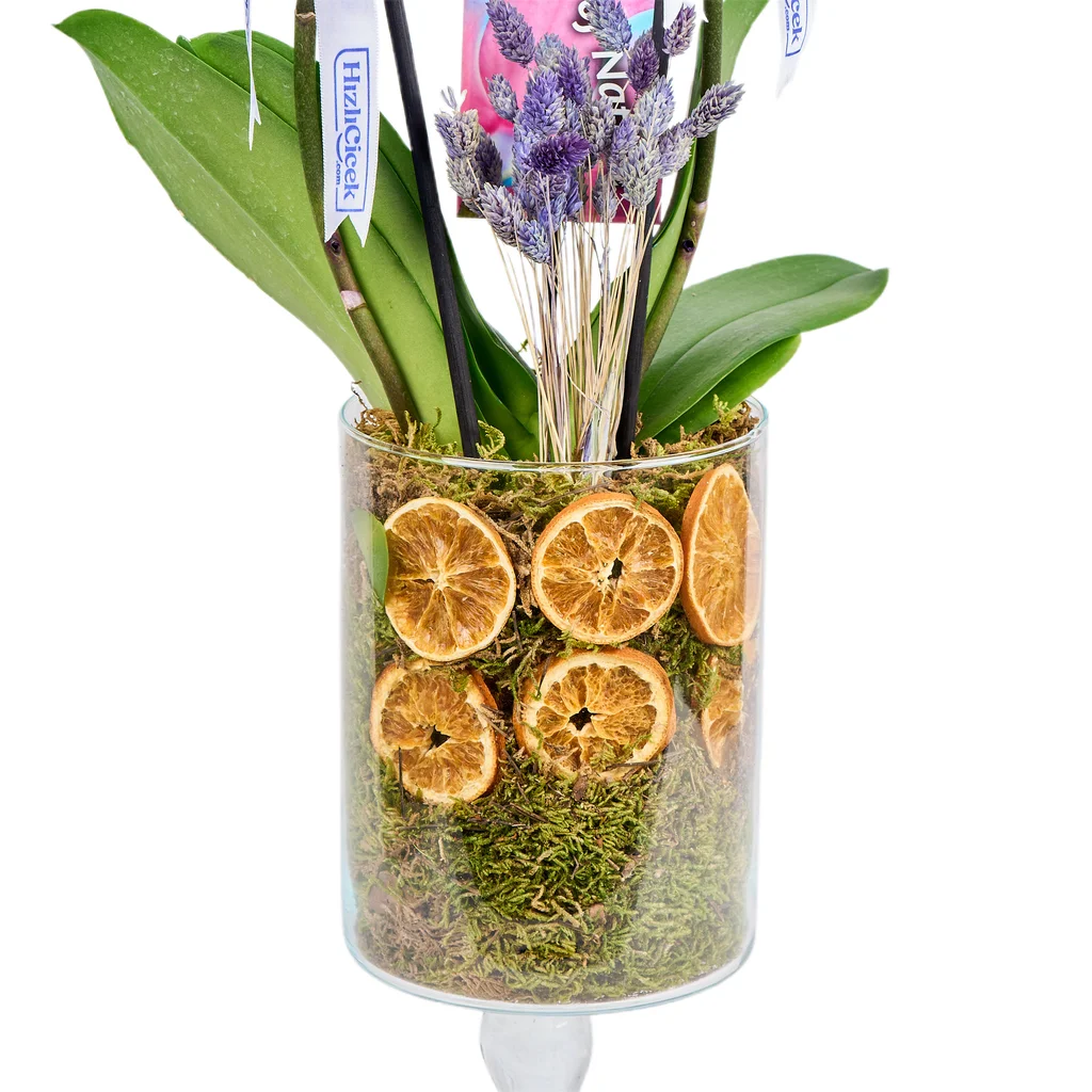 Double Lagoon Spark Orkide - 4