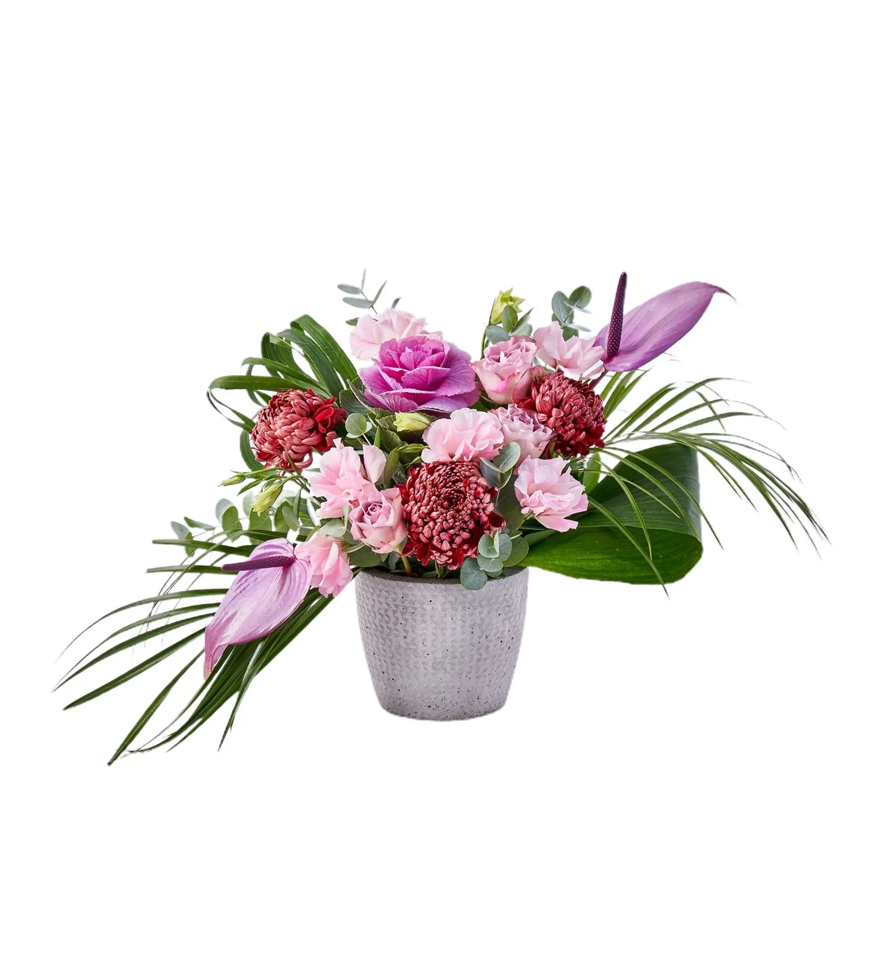 Premium Purple Dream - 6