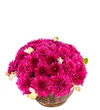 My Pink Beauty - 2