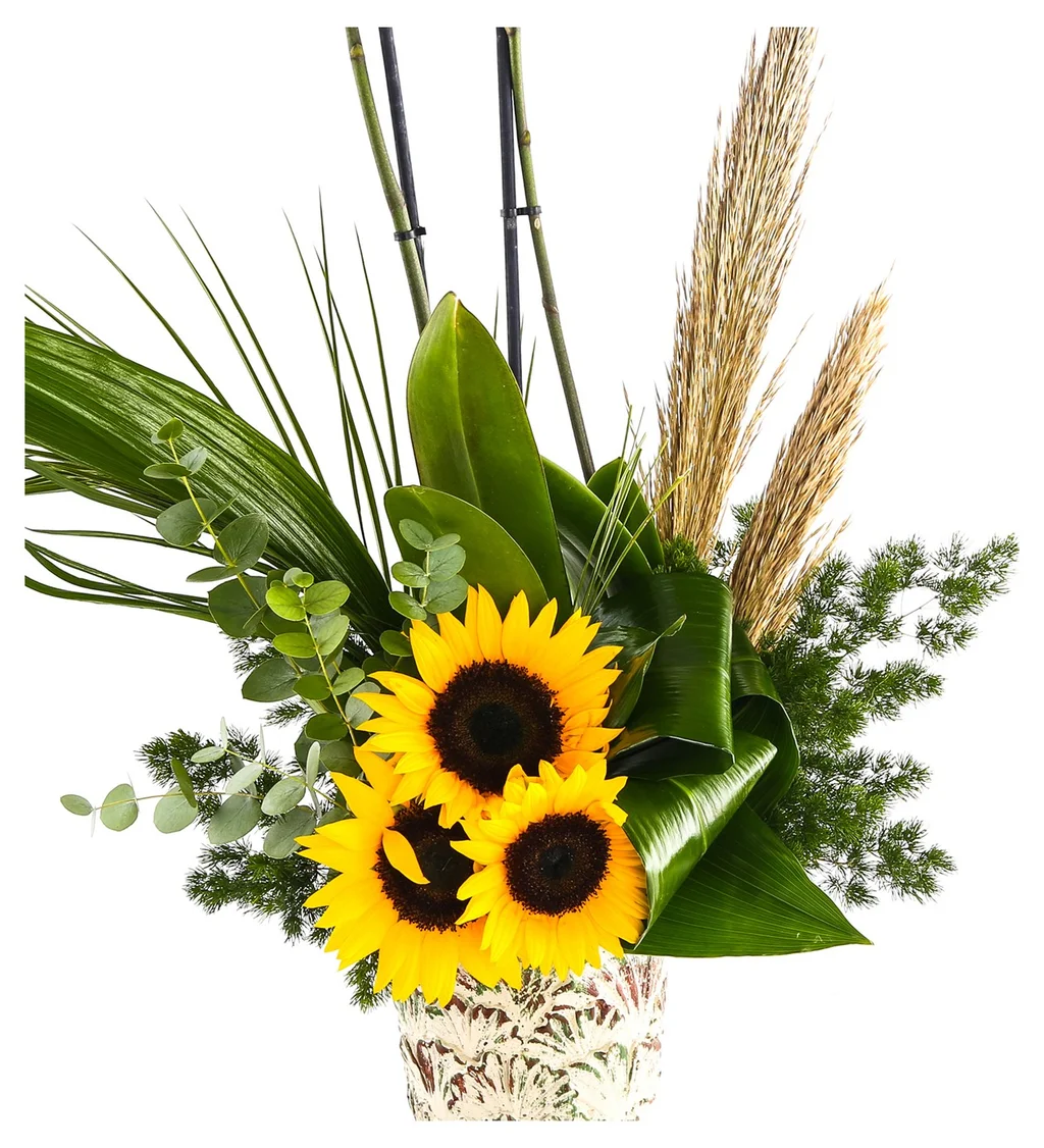 Double Sunrise Orkide - 3