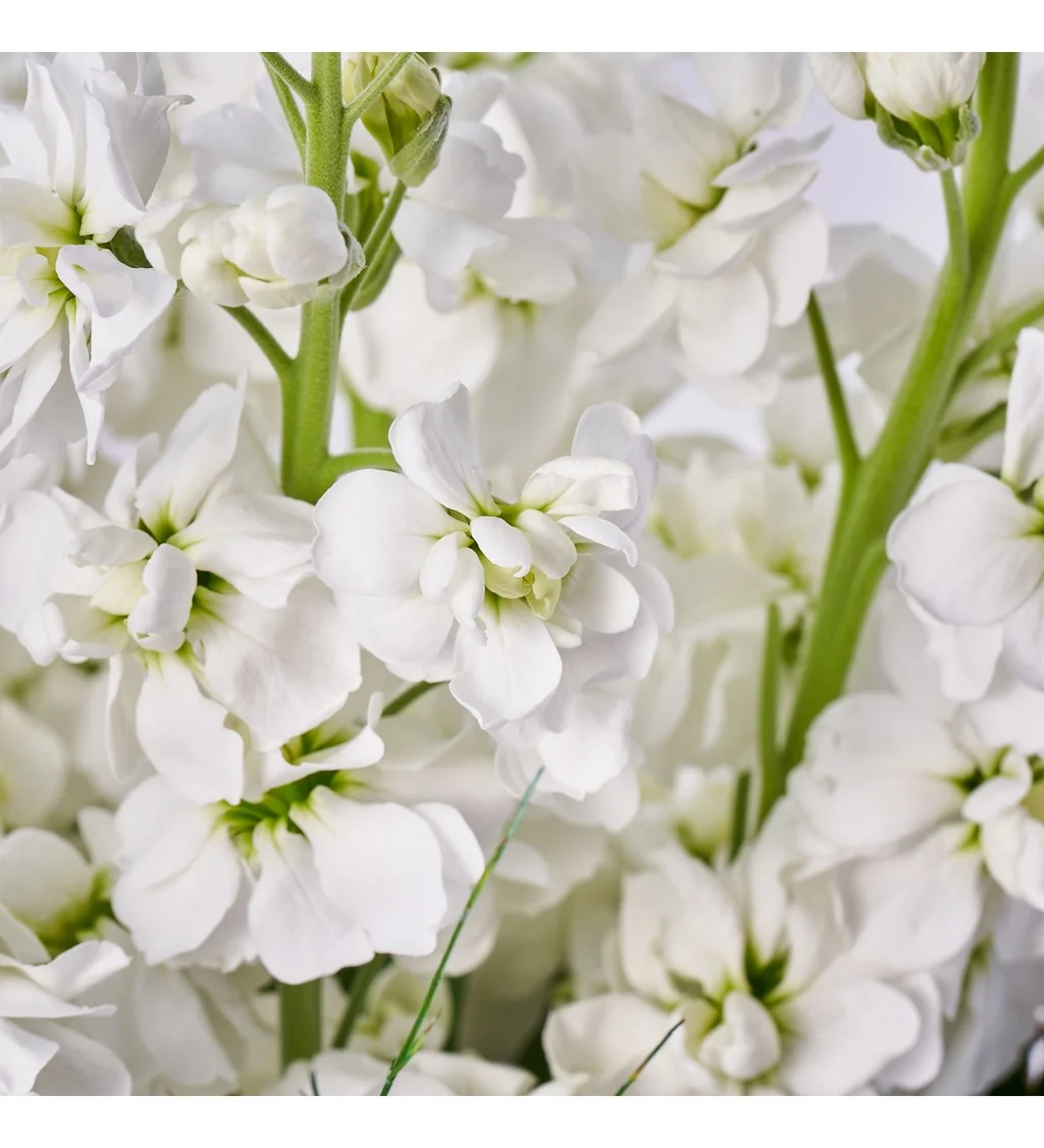 Vazoda Şebboy Çiçeği - 4