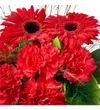 Red and Green Bloom - 3
