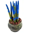 Green Elegance: Mavi Sanseveria - 2