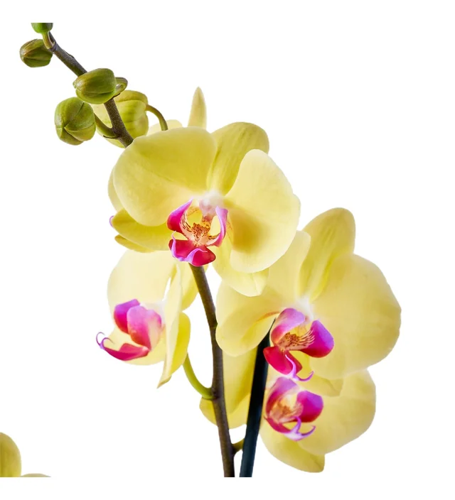 Double Yellow Orkide - 3