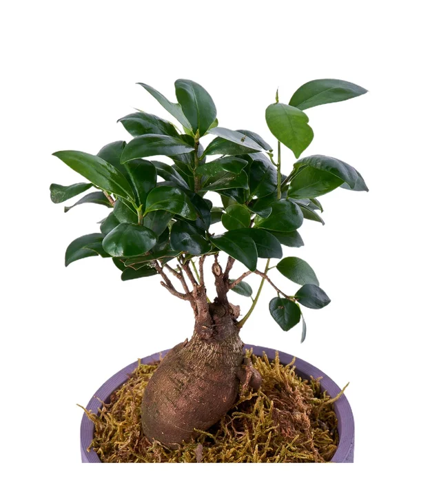 Saksıda Bonsai Ağacı - 3