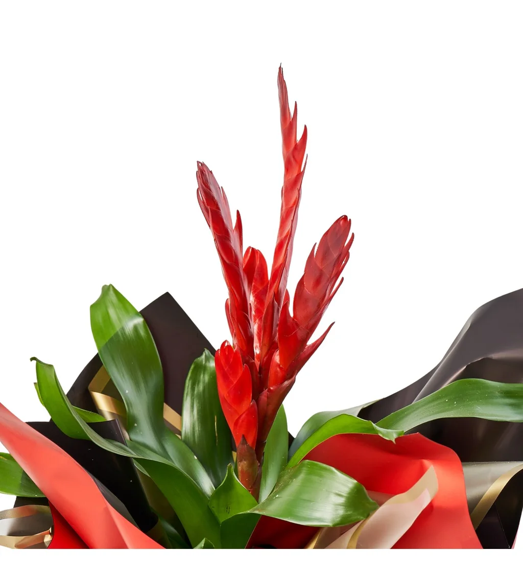 Kırmızı Vriesea Çiçeği - 4