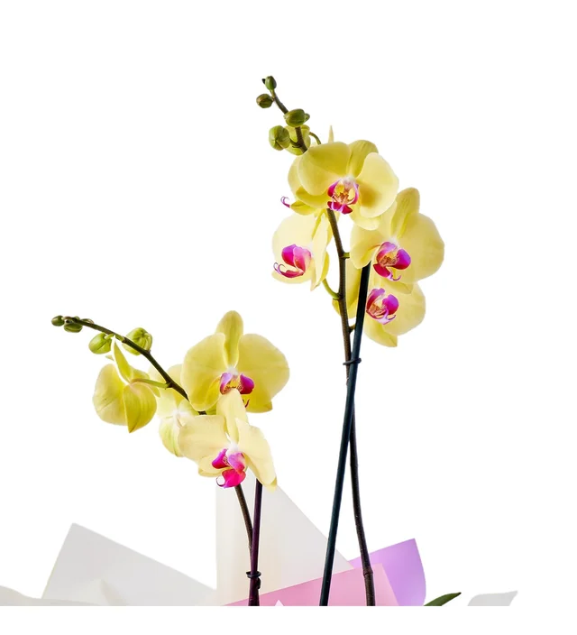 Double Yellow Orkide - 2