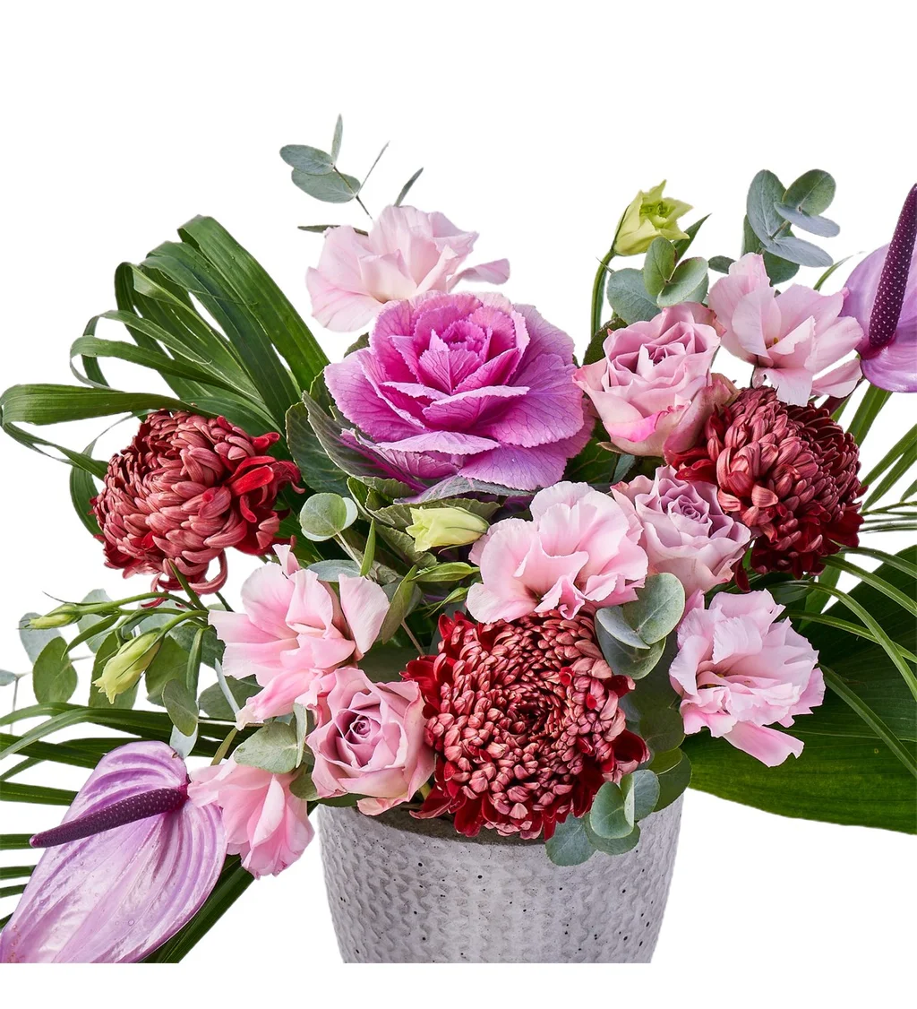 Premium Purple Dream - 3