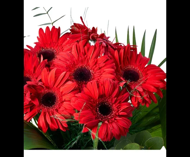 Siyah Vazoda Kırmızı Gerbera - 2
