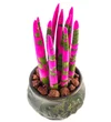 Green Elegance: Pembe Sanseveria - 2
