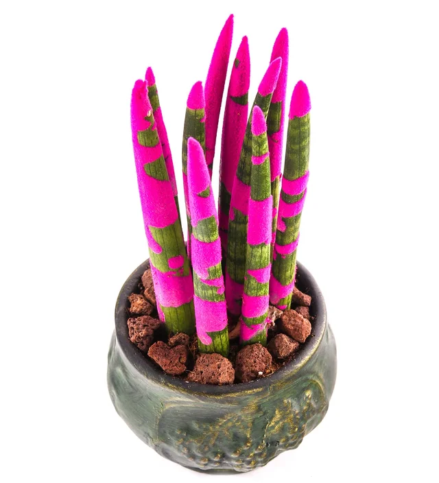 Green Elegance: Pembe Sanseveria - 2