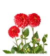 Saksıda Kırmızı Yıldız Çiçeği - 3