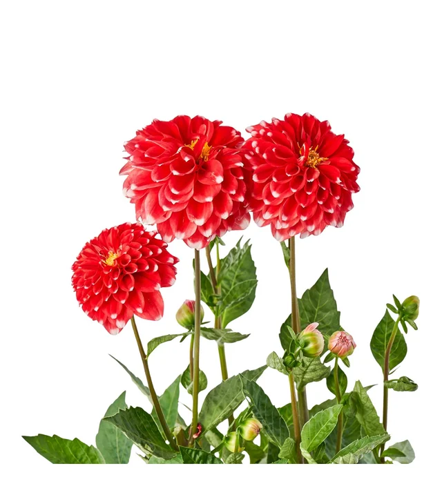 Saksıda Kırmızı Yıldız Çiçeği - 3