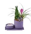 Green Forest and Candle Fantasy - 4