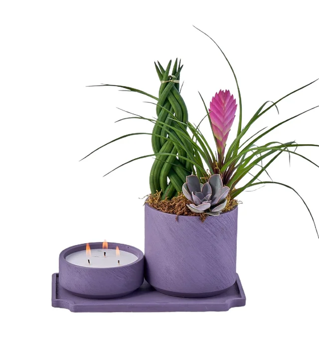 Green Forest and Candle Fantasy - 4
