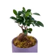 Saksıda Bonsai Ağacı - 2