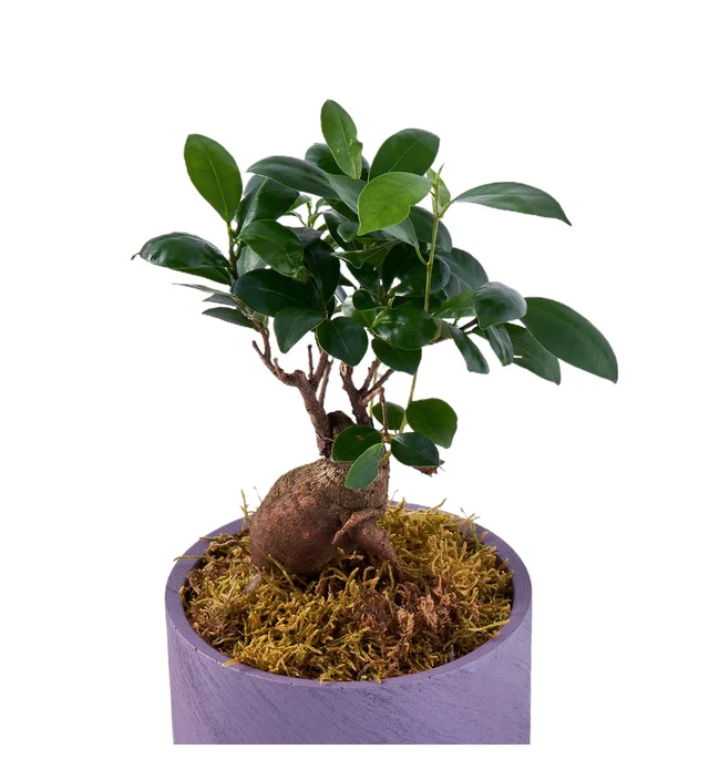 Saksıda Bonsai Ağacı - 2