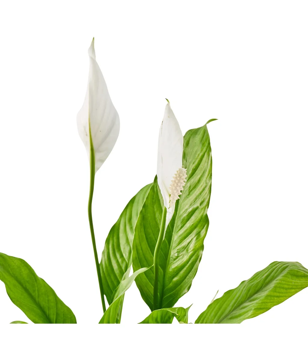 Beyaz Spatifilyum - 2