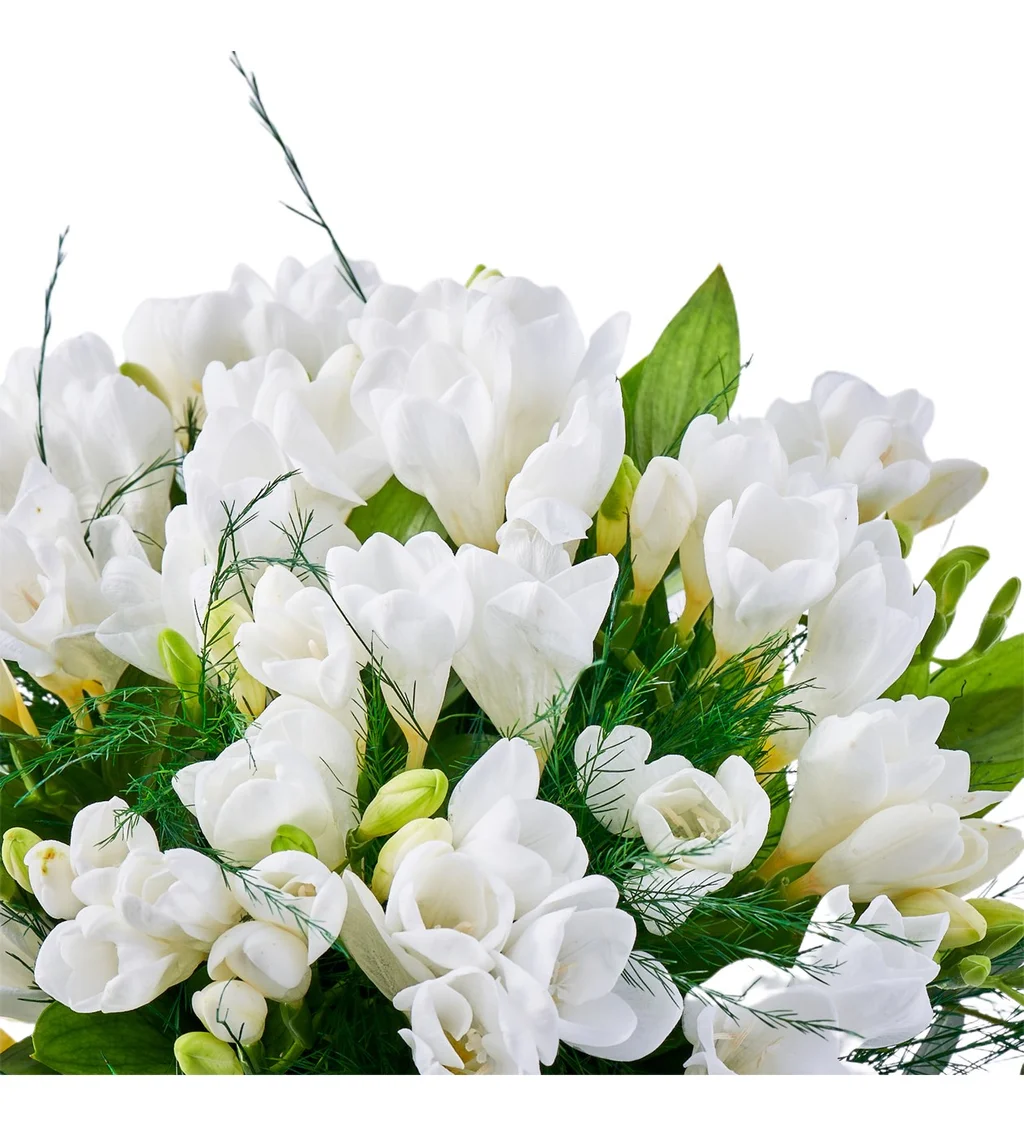 Vazoda Frezya Çiçeği - 4