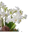 White Mini Beyaz Orkide Garden - 2