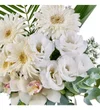 White Harmony - 2