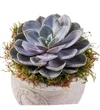 Saksıda Echeveria Bitkisi - 3