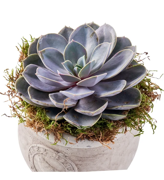 Saksıda Echeveria Bitkisi - 3