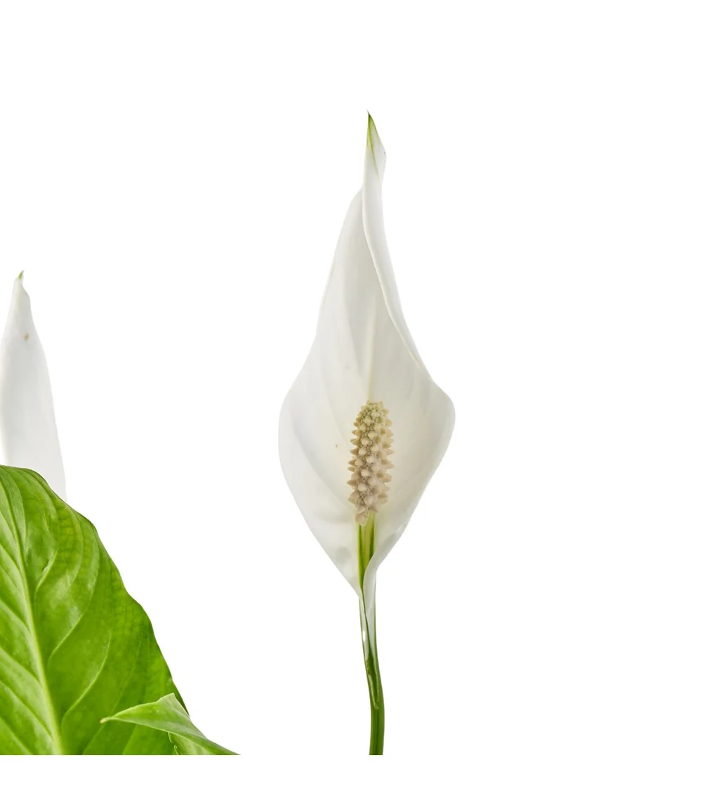 Beyaz Spatifilyum - 3
