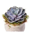 Saksıda Echeveria Bitkisi - 2