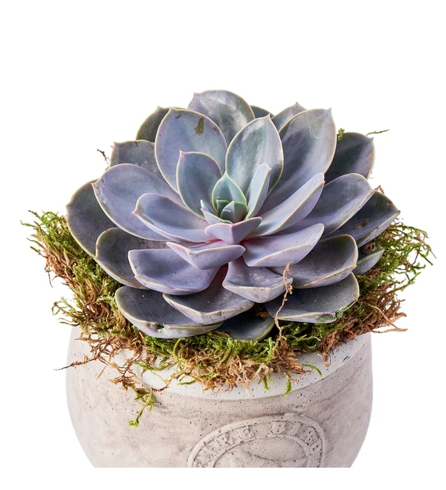 Saksıda Echeveria Bitkisi - 2