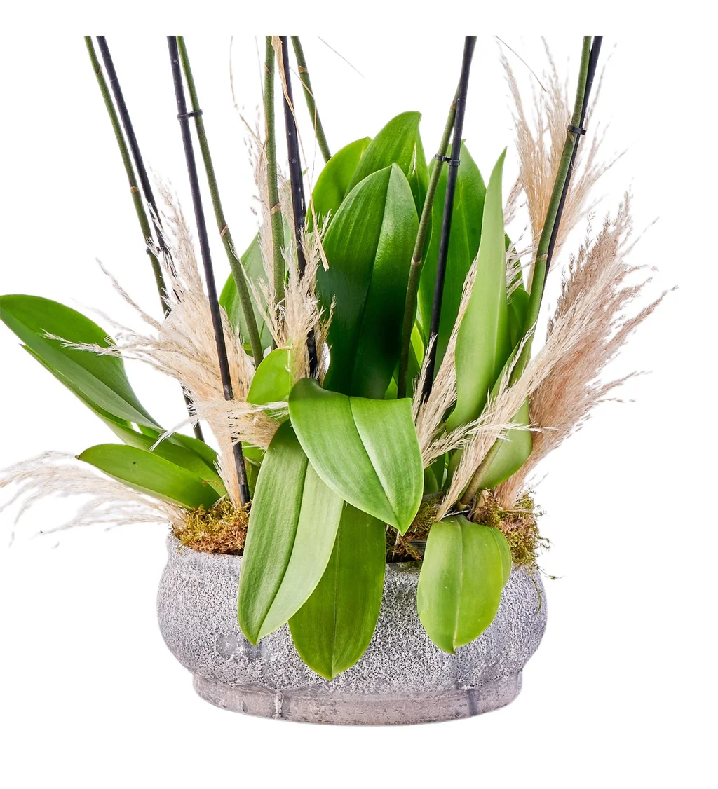 6 Dallı Feelings Orkide - 4