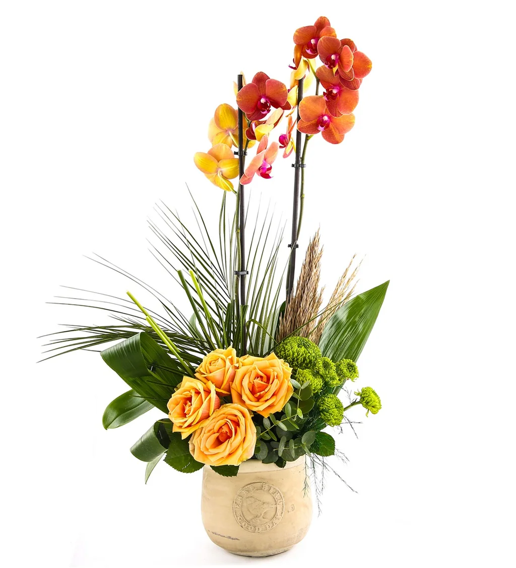 Sweet Energy Luxury Orkide - 2