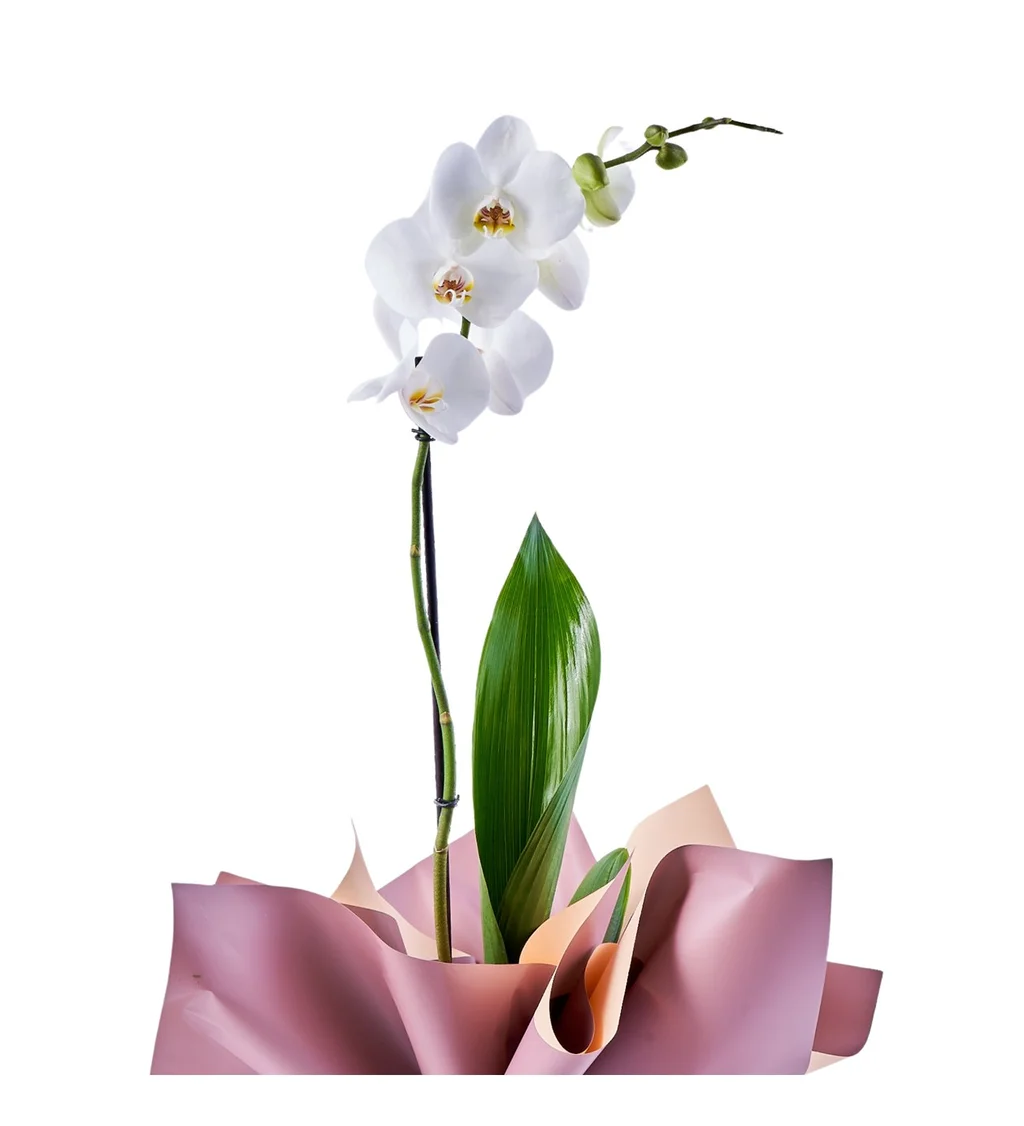 White Tek Dal Orkide - 2